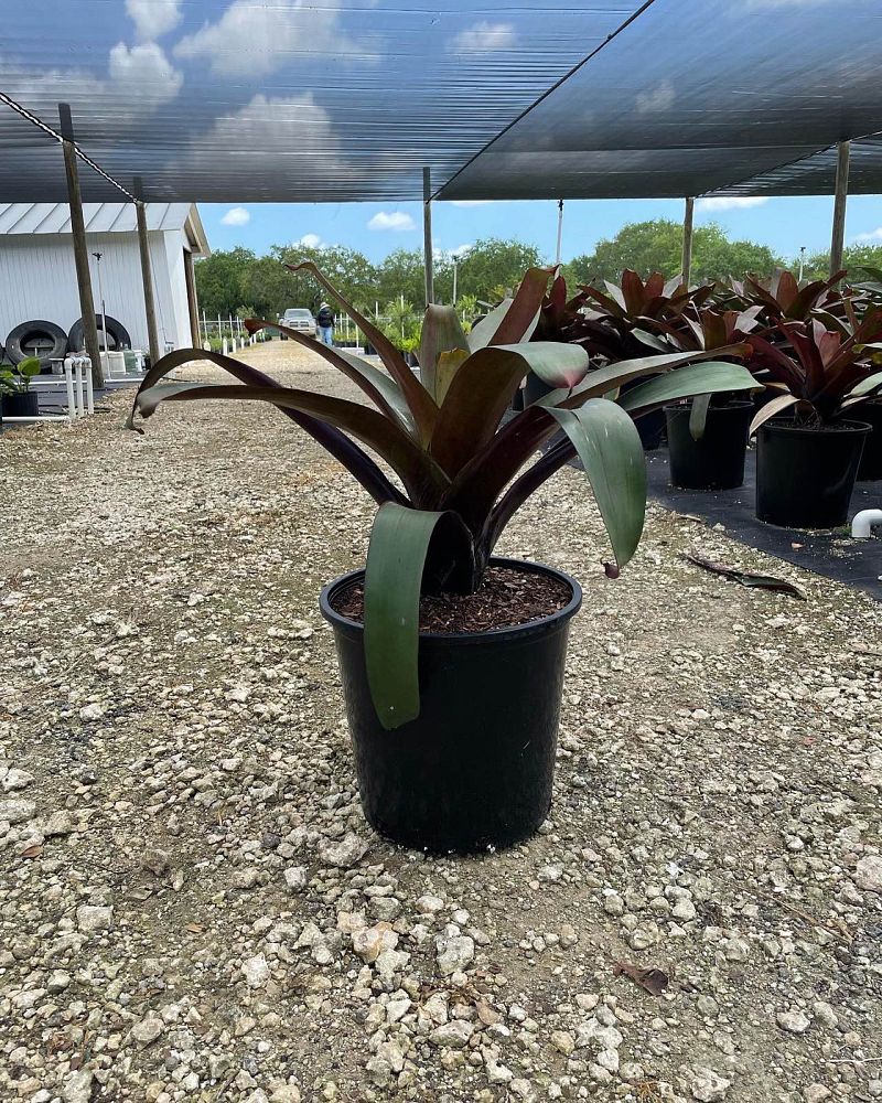 alcantarea-imperialis-bromeliad