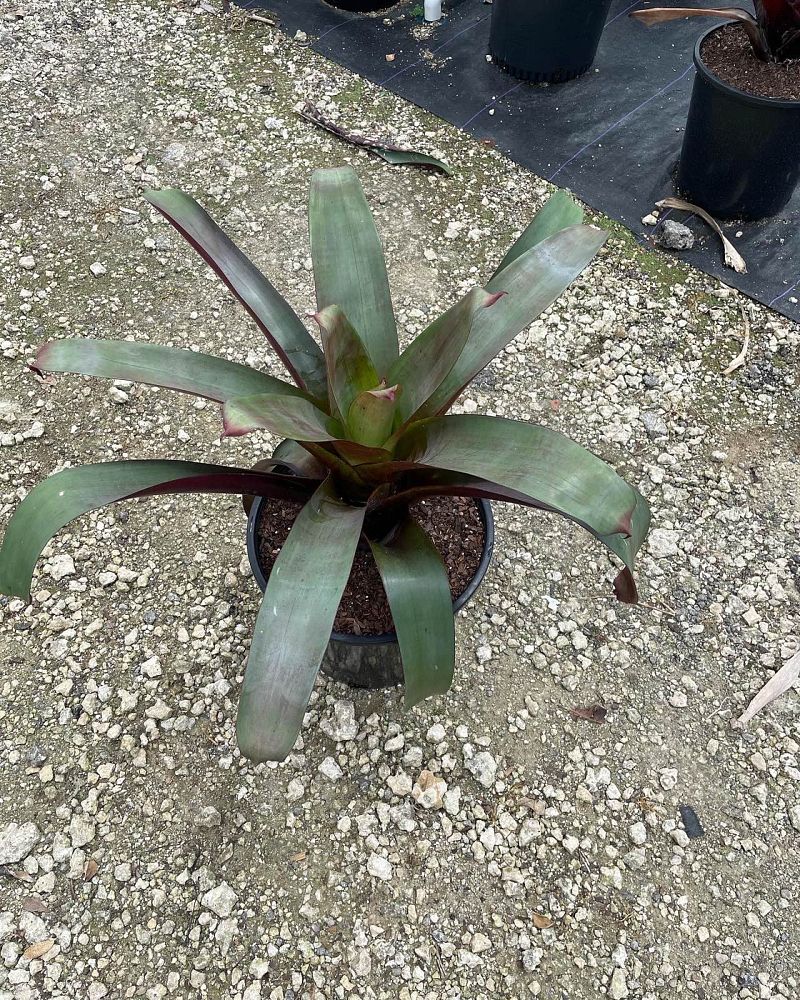 alcantarea-imperialis-bromeliad