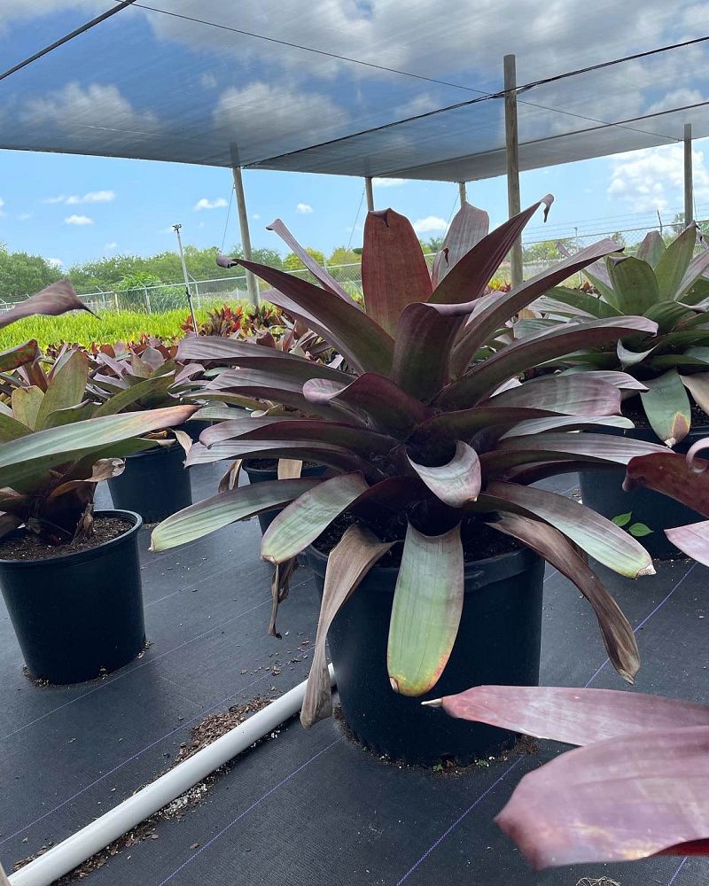 alcantarea-imperialis-bromeliad