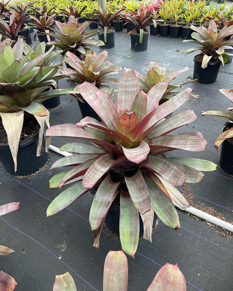 alcantarea-imperialis-bromeliad