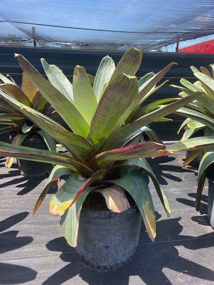 alcantarea-imperialis-bromeliad