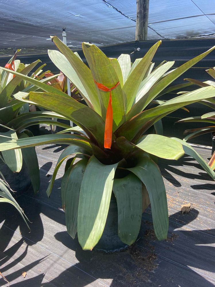alcantarea-imperialis-bromeliad