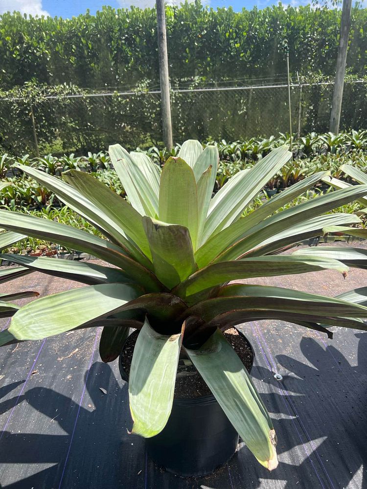 alcantarea-imperialis-bromeliad