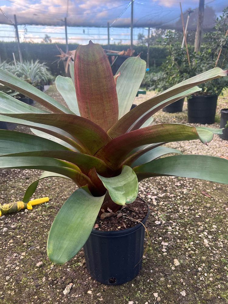 alcantarea-imperialis-bromeliad