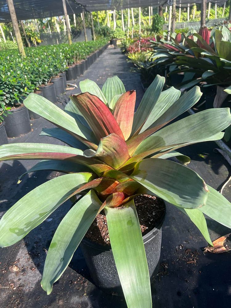 alcantarea-imperialis-bromeliad