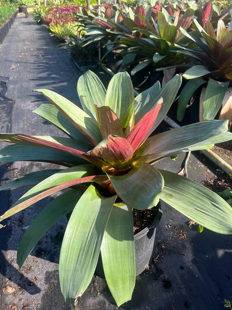 alcantarea-imperialis-bromeliad