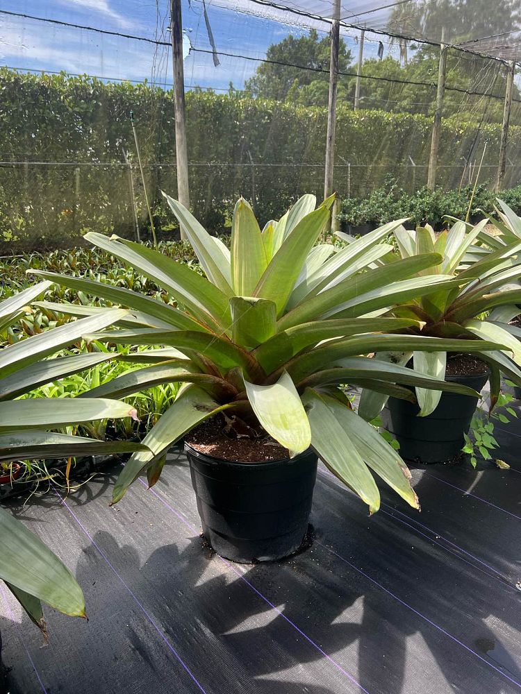 alcantarea-imperialis-bromeliad