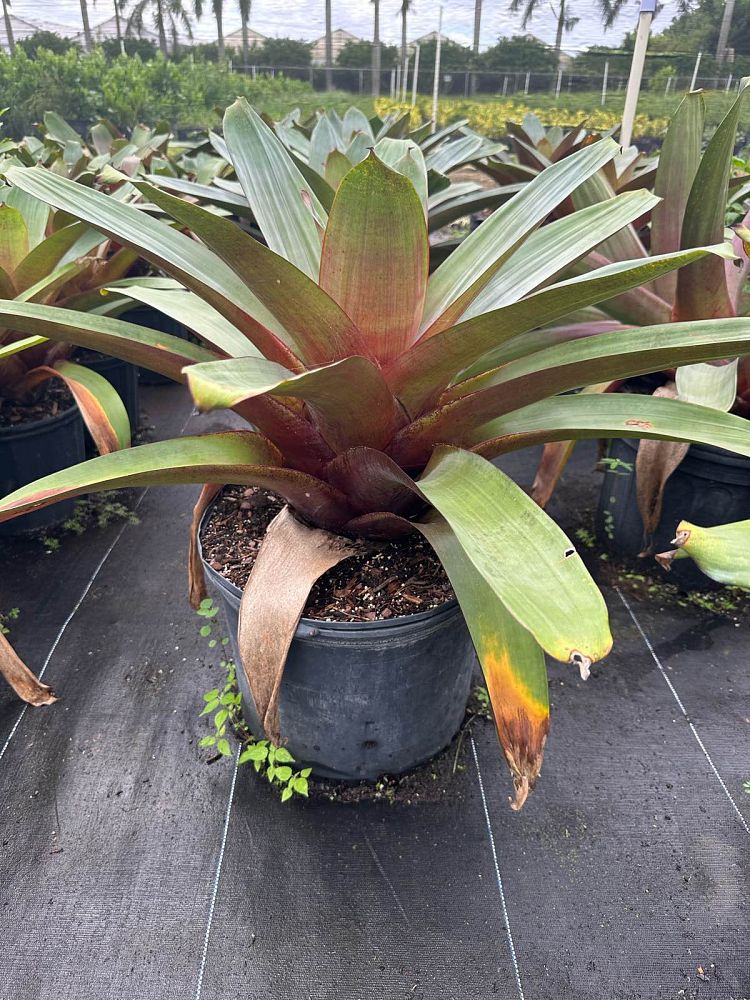 alcantarea-imperialis-bromeliad