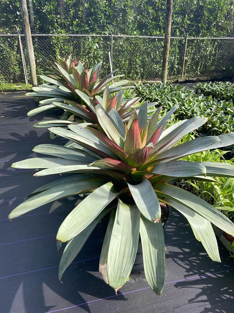 alcantarea-imperialis-bromeliad