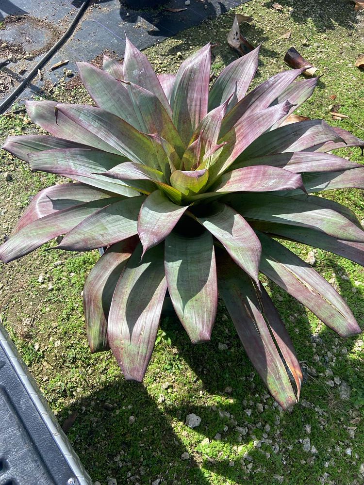alcantarea-imperialis-bromeliad