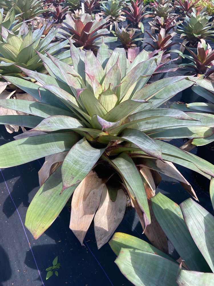 alcantarea-imperialis-bromeliad