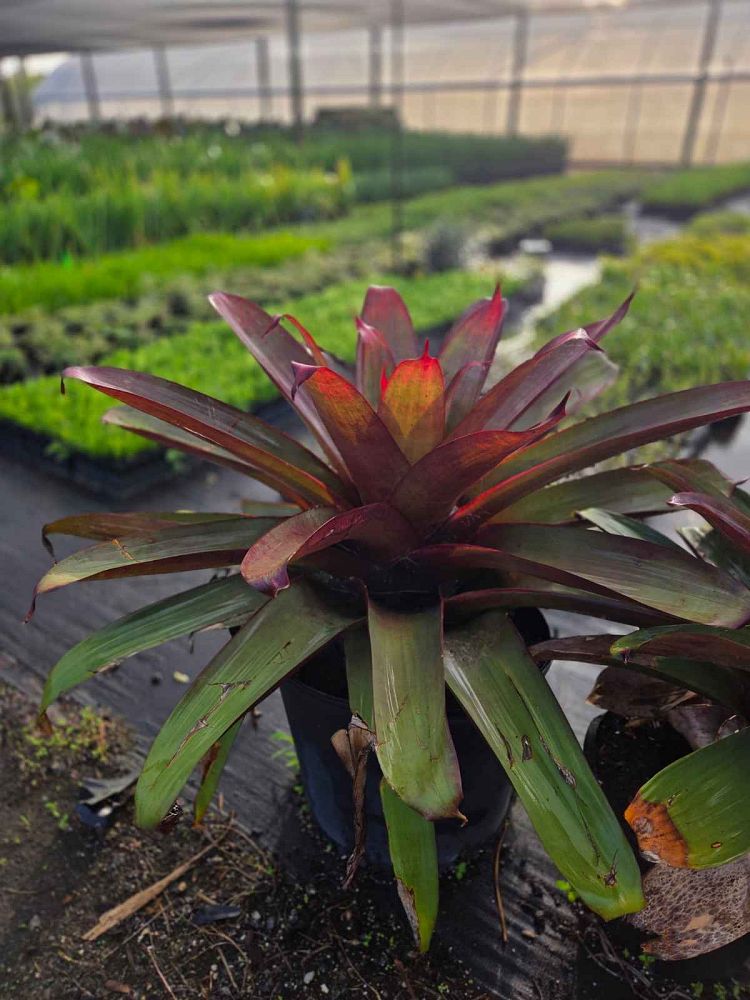 alcantarea-imperialis-bromeliad