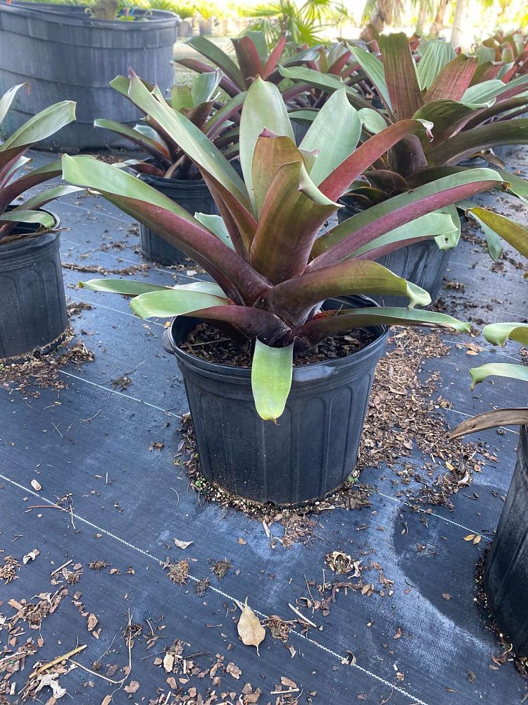 alcantarea-imperialis-bromeliad