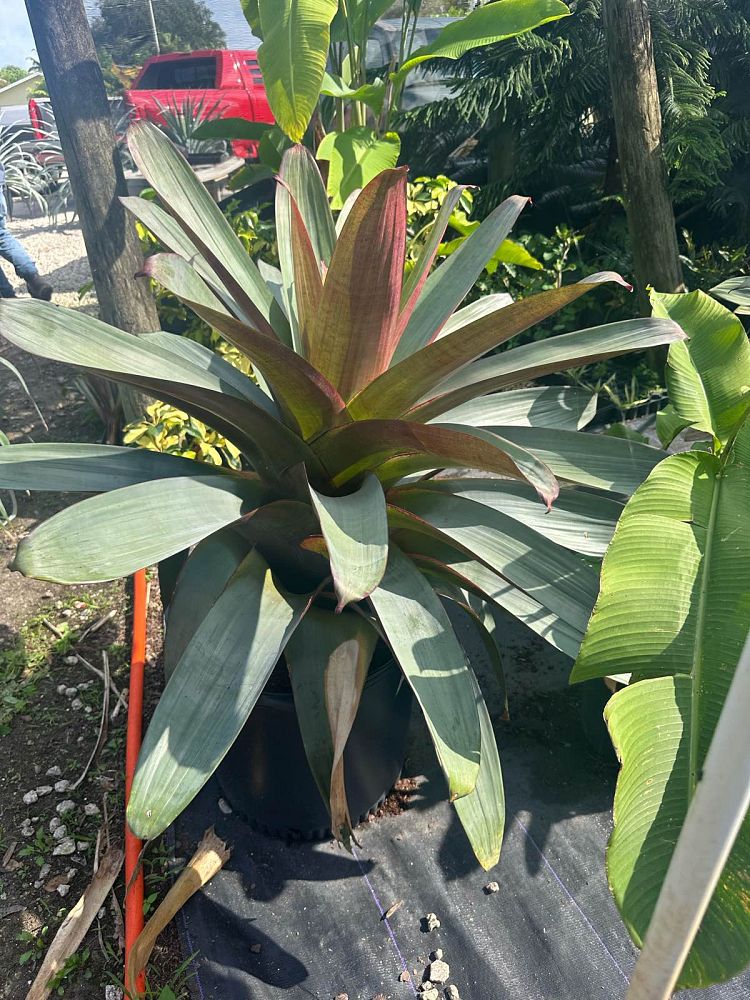 alcantarea-imperialis-bromeliad