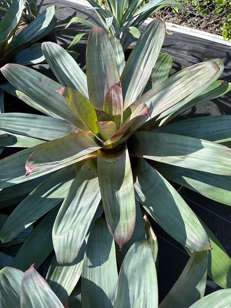 alcantarea-imperialis-bromeliad