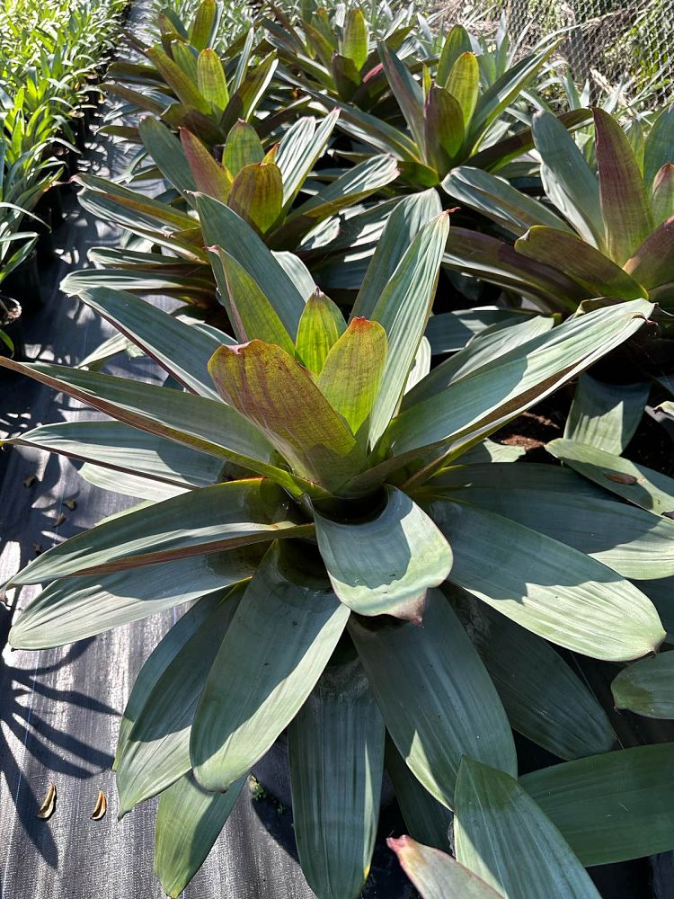 alcantarea-imperialis-bromeliad