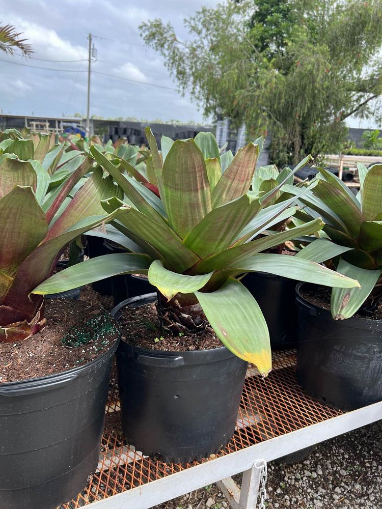 alcantarea-imperialis-bromeliad