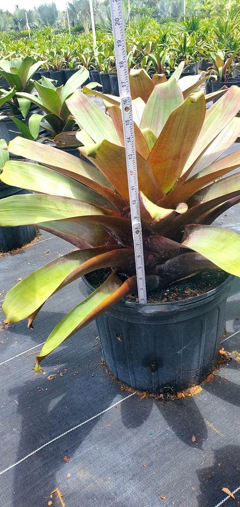 alcantarea-imperialis-bromeliad