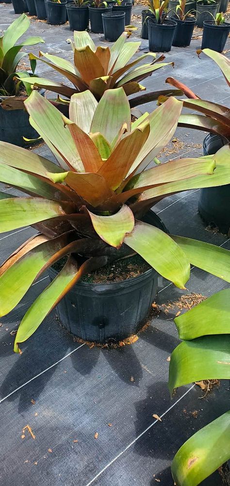 alcantarea-imperialis-bromeliad