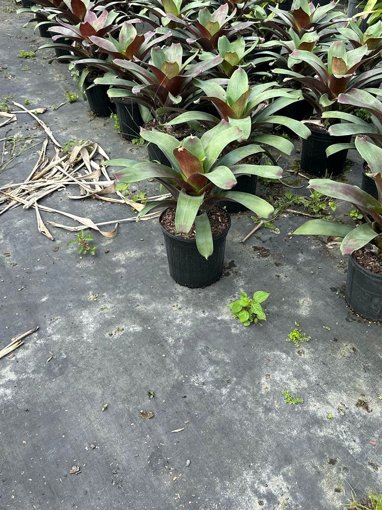 alcantarea-imperialis-bromeliad