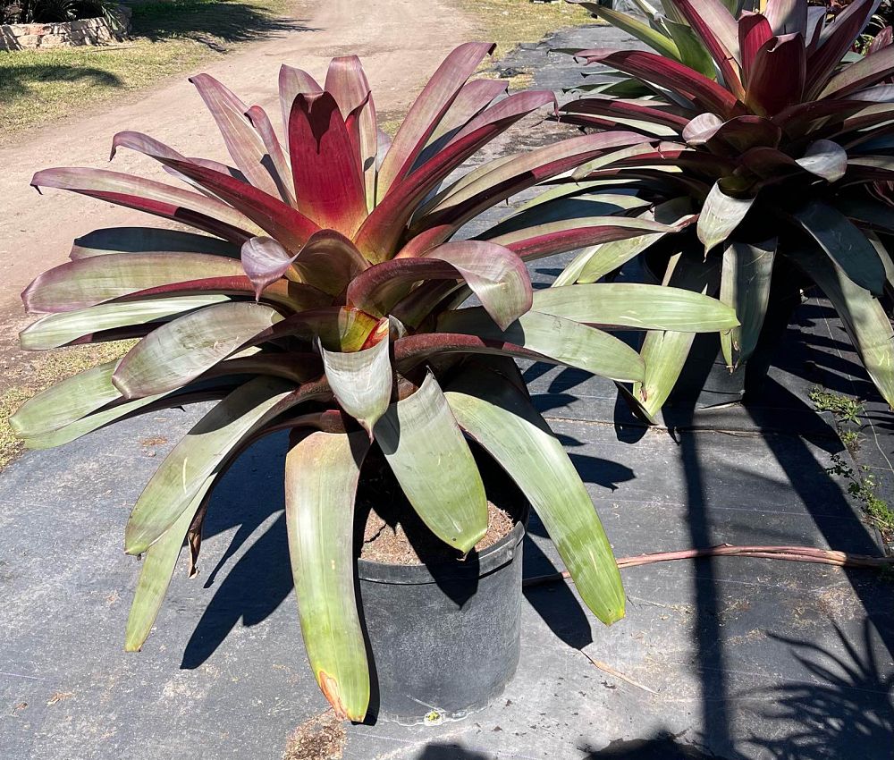 alcantarea-imperialis-bromeliad