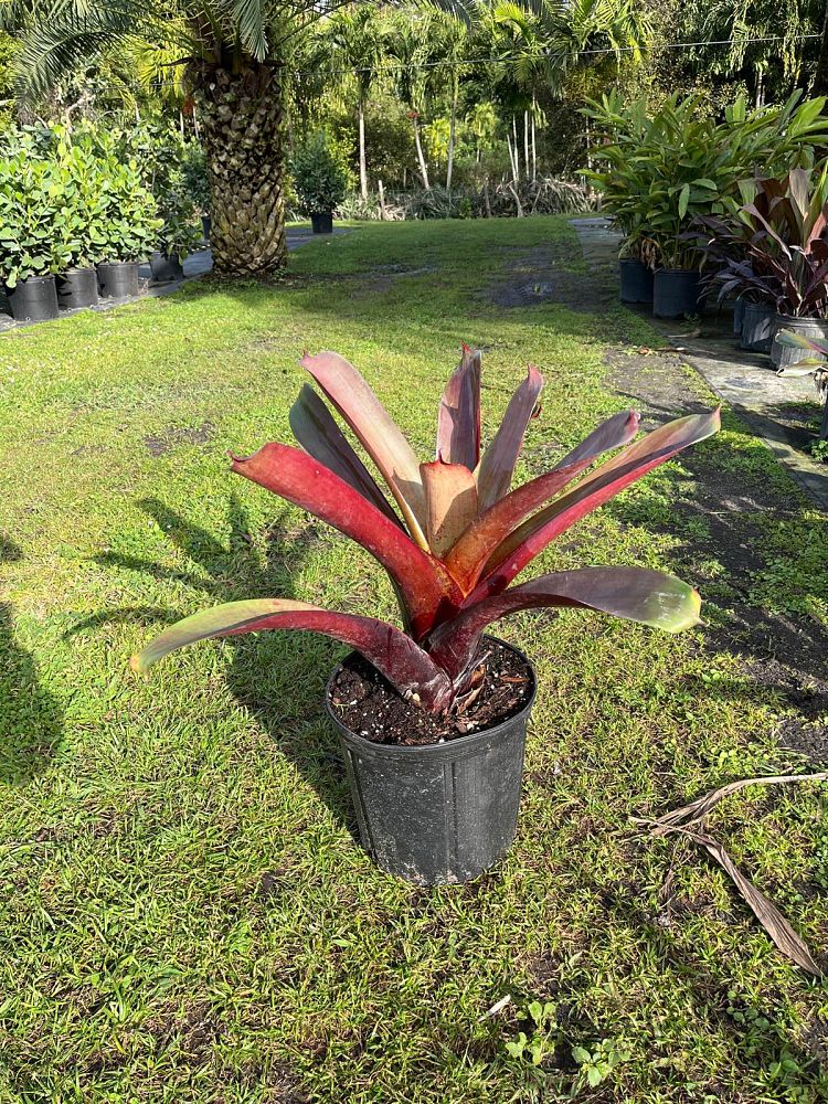 alcantarea-imperialis-bromeliad