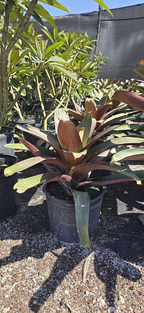 alcantarea-imperialis-bromeliad