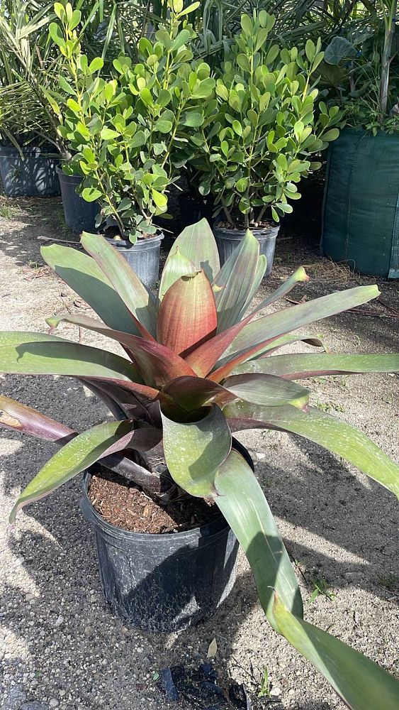 alcantarea-imperialis-bromeliad