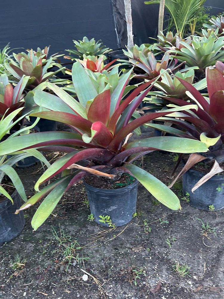 alcantarea-imperialis-bromeliad