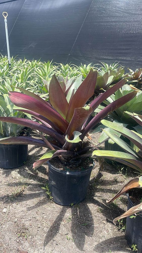 alcantarea-imperialis-bromeliad