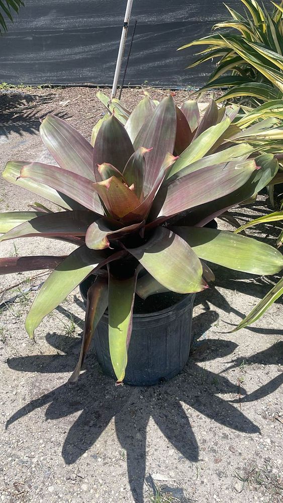 alcantarea-imperialis-bromeliad