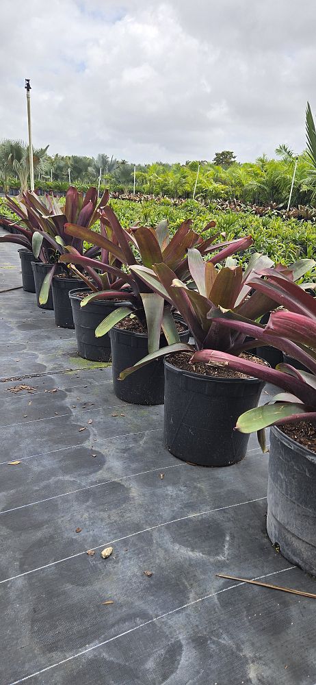 alcantarea-imperialis-bromeliad