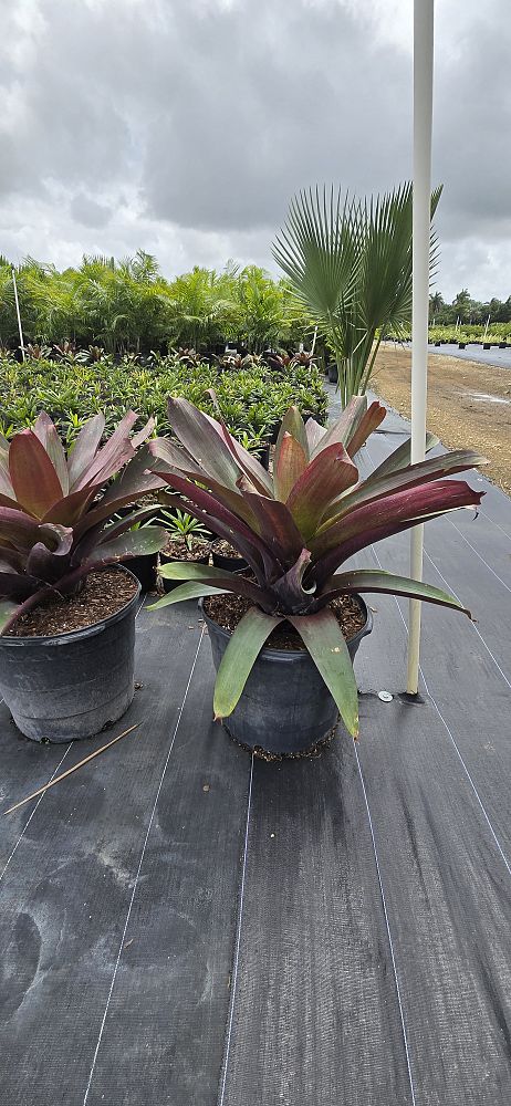 alcantarea-imperialis-bromeliad