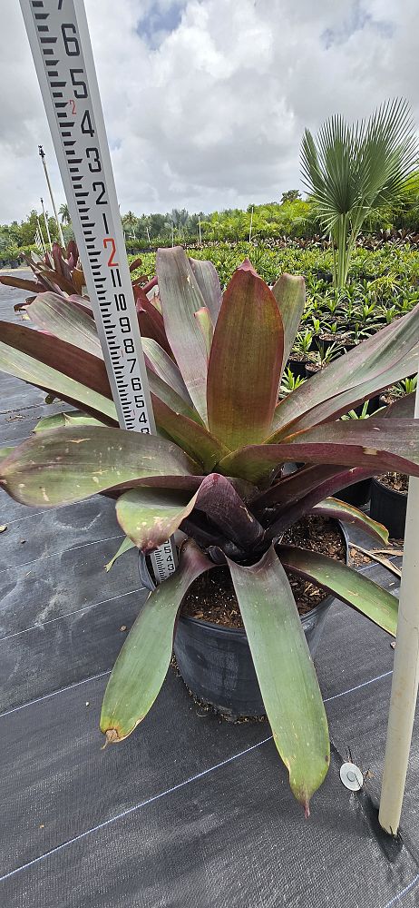 alcantarea-imperialis-bromeliad