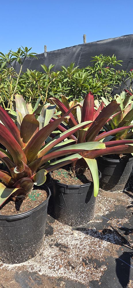 alcantarea-imperialis-bromeliad