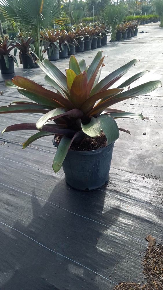 alcantarea-imperialis-bromeliad