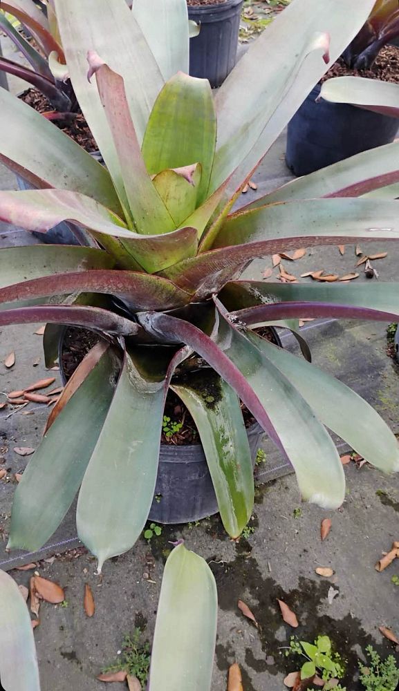 alcantarea-imperialis-bromeliad