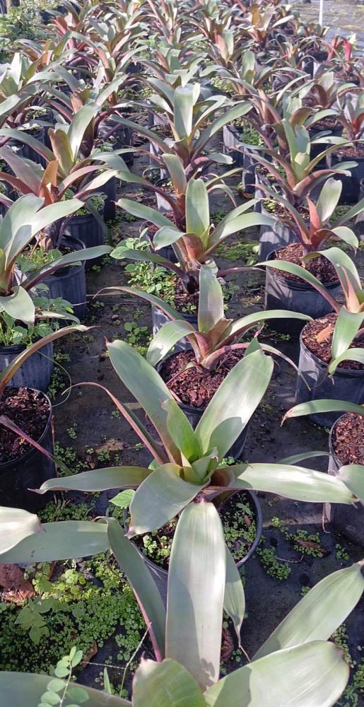 alcantarea-imperialis-bromeliad