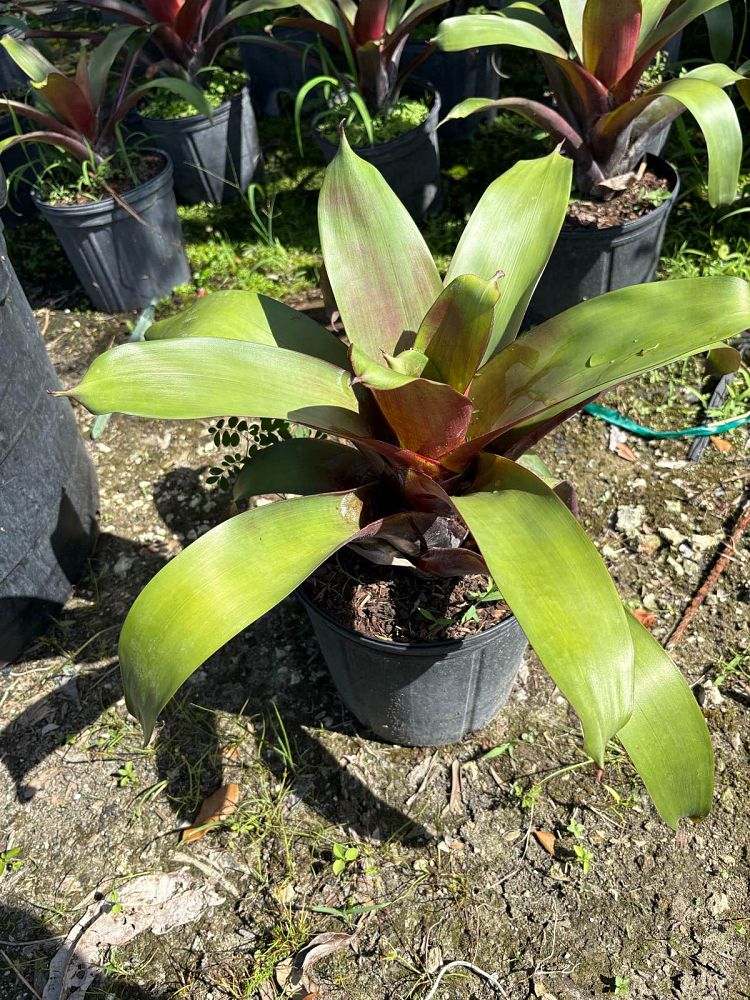 alcantarea-imperialis-bromeliad