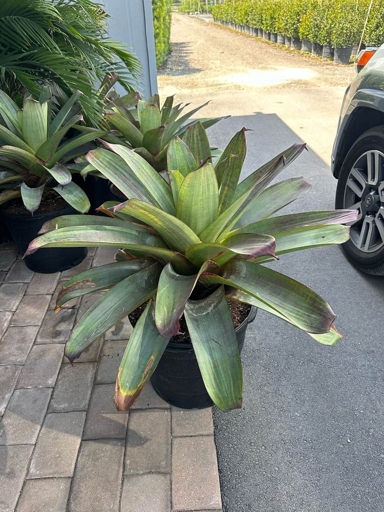 alcantarea-imperialis-bromeliad