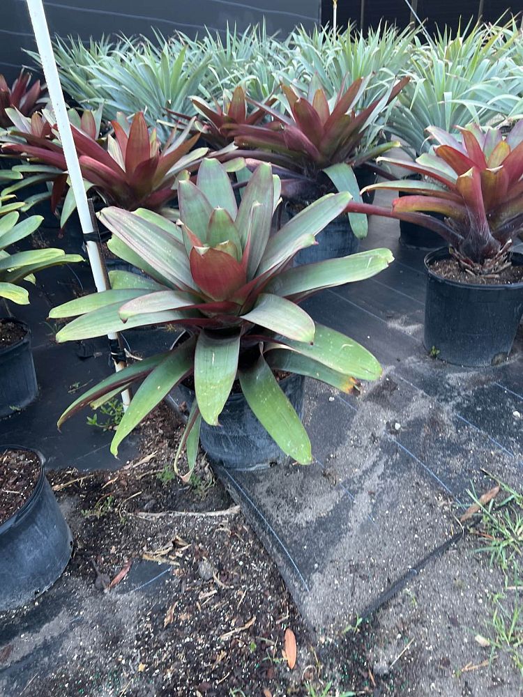 alcantarea-imperialis-bromeliad