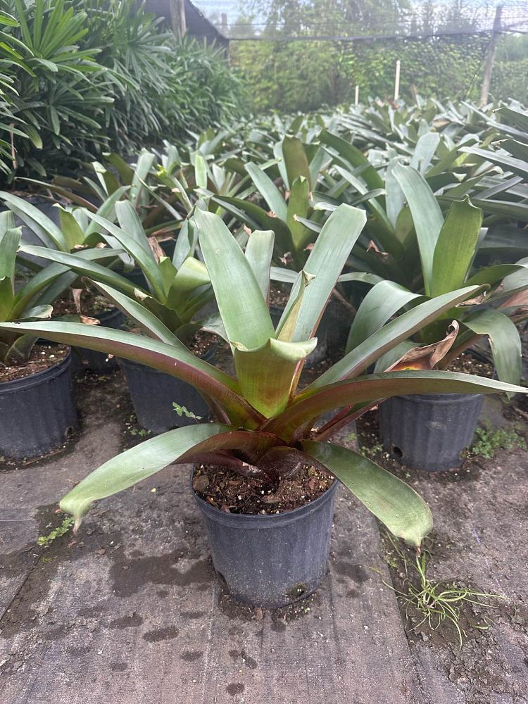 alcantarea-imperialis-bromeliad