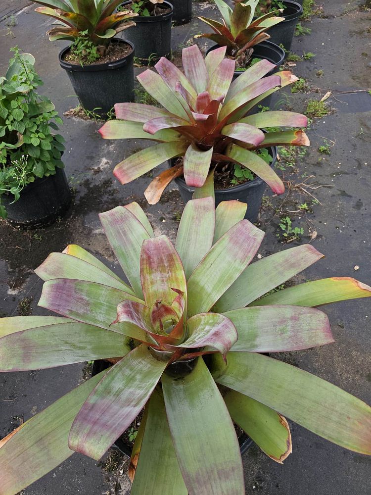 alcantarea-imperialis-bromeliad