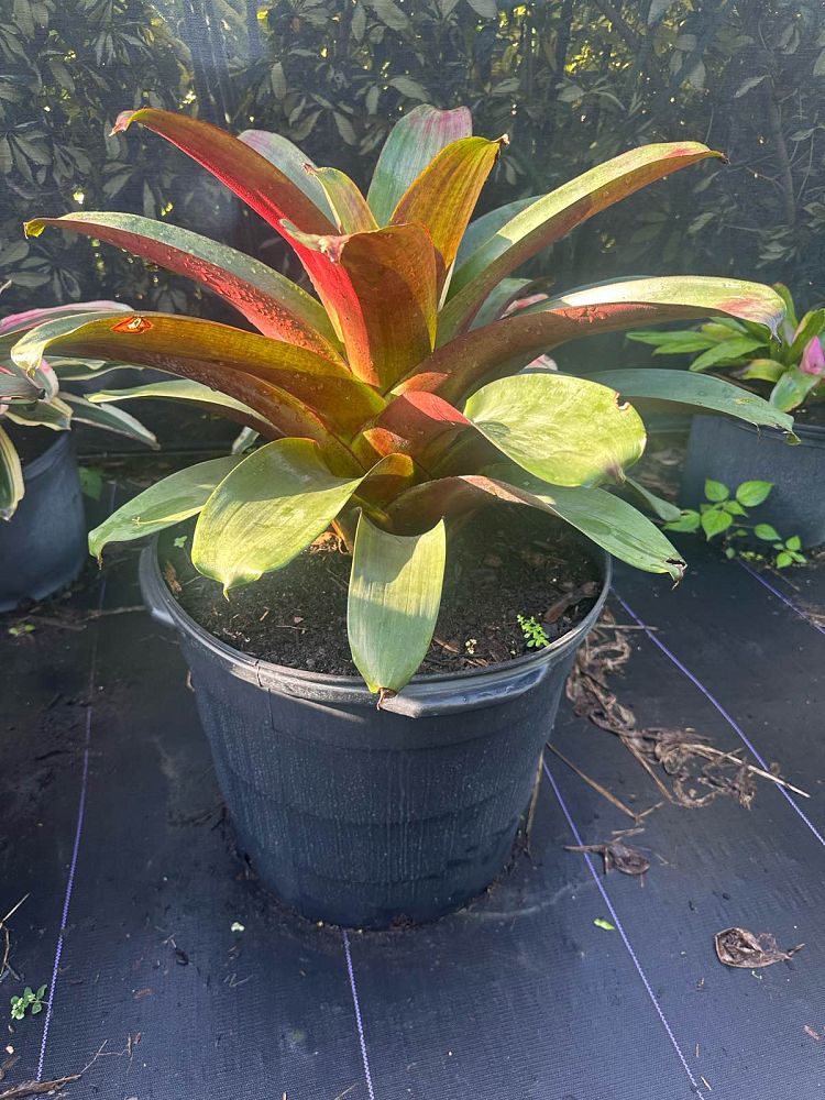 alcantarea-imperialis-bromeliad