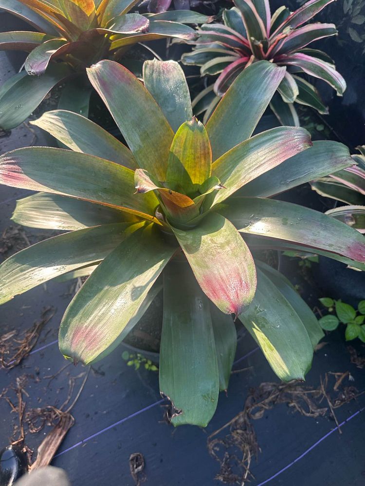 alcantarea-imperialis-bromeliad