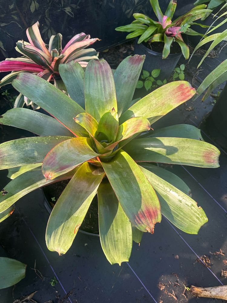 alcantarea-imperialis-bromeliad