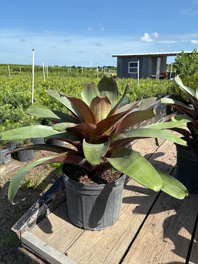 alcantarea-imperialis-bromeliad