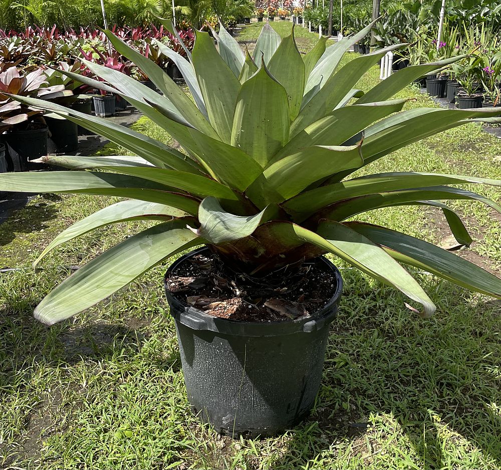 alcantarea-imperialis-bromeliad