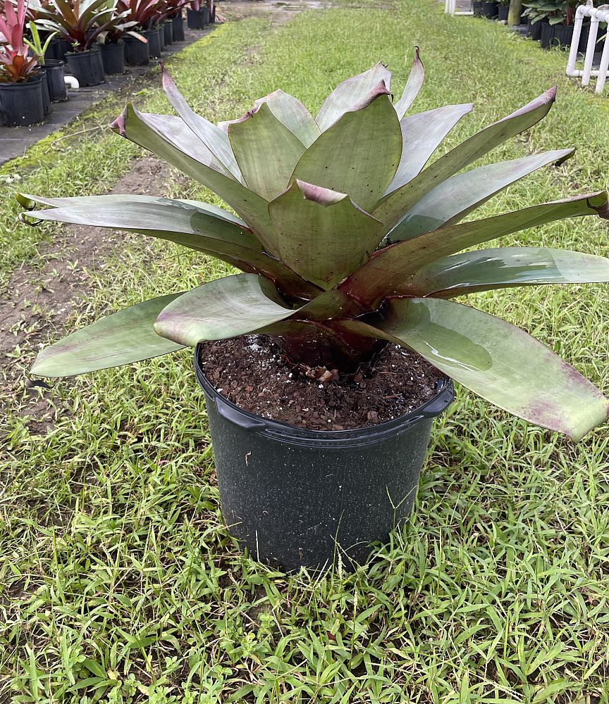 alcantarea-imperialis-bromeliad