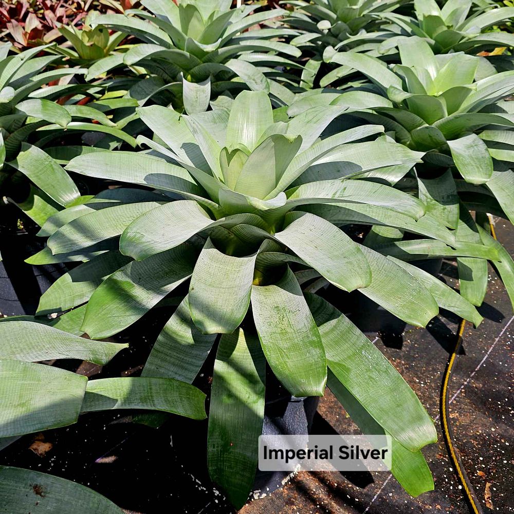 alcantarea-imperialis-bromeliad